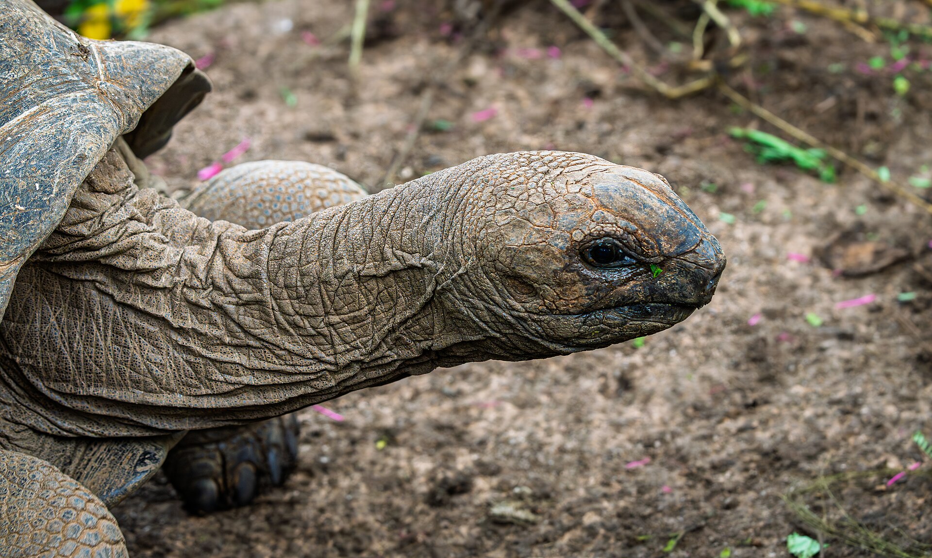 Aldabra, Seicheles