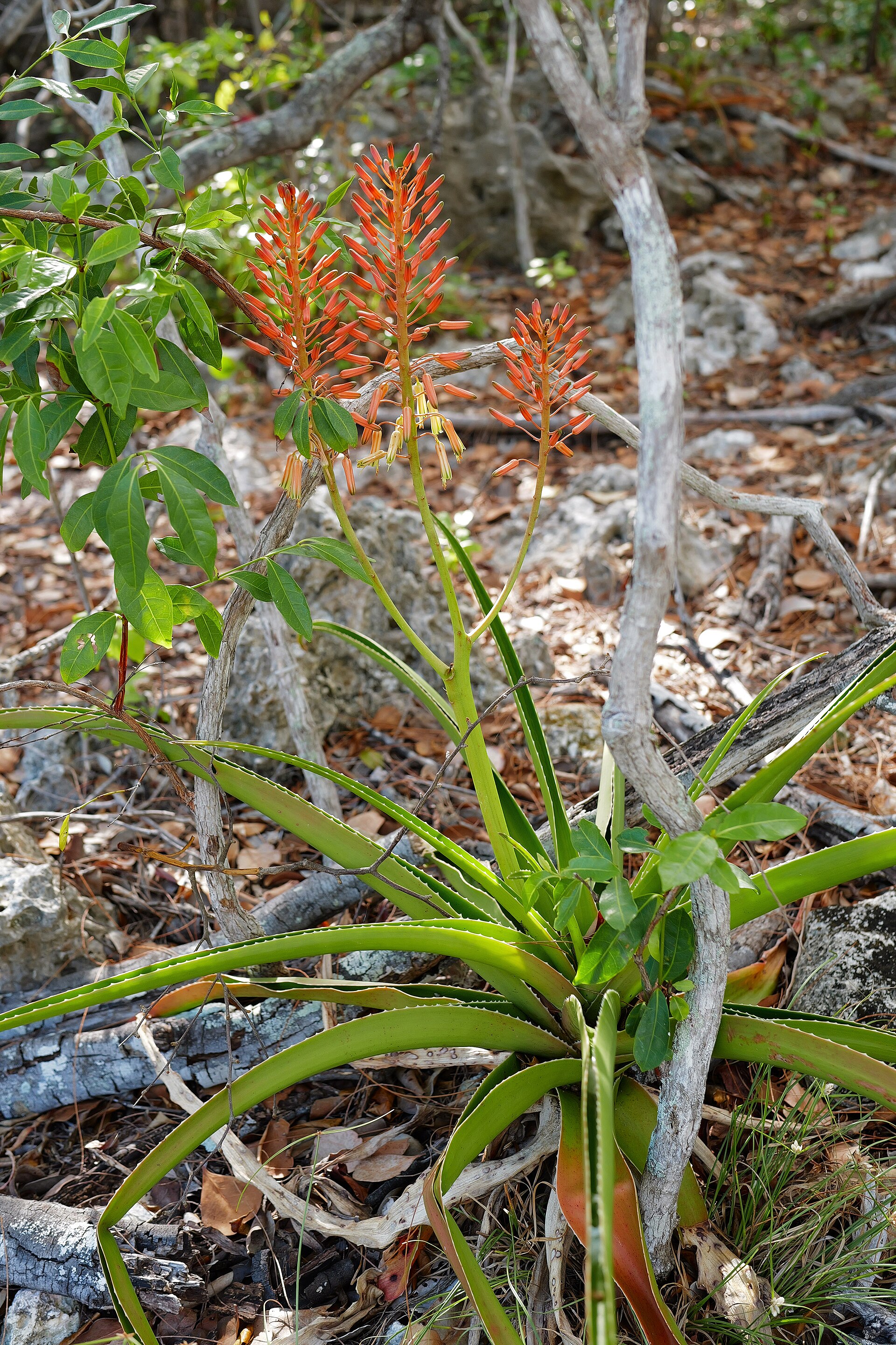 Aldabra, Seicheles