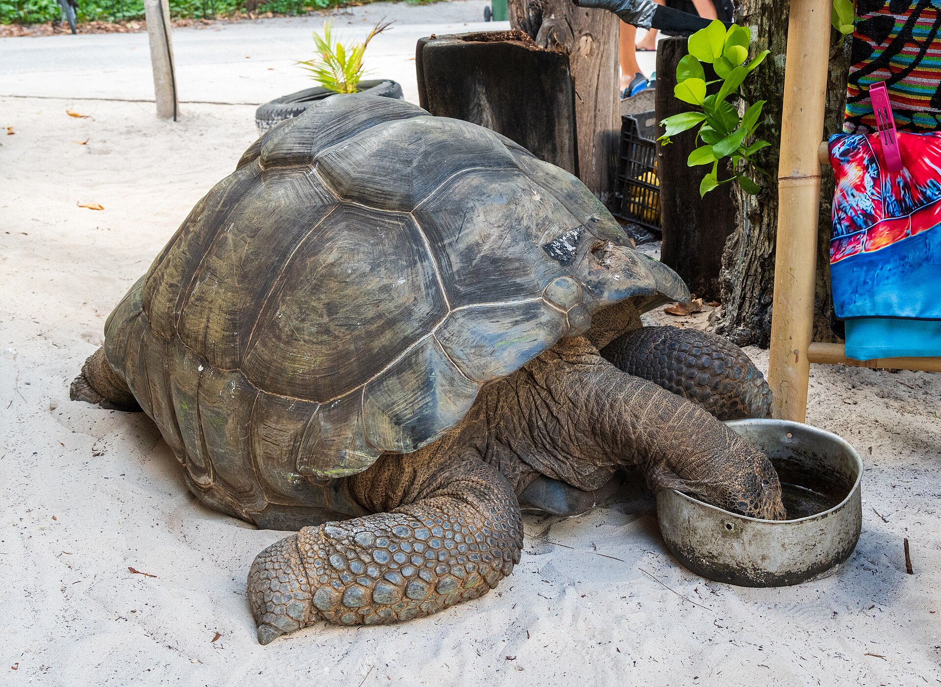 Aldabra, Seicheles, imagem 1