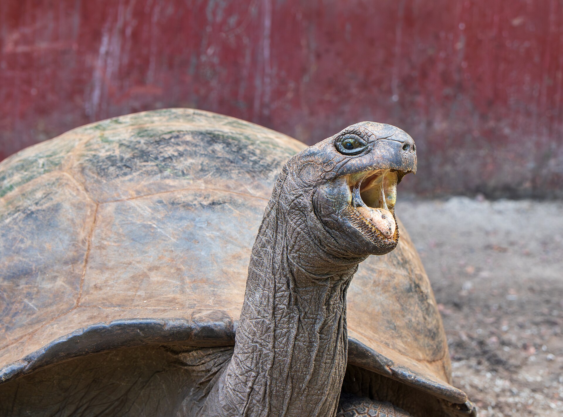 Aldabra, Seicheles, imagem 2