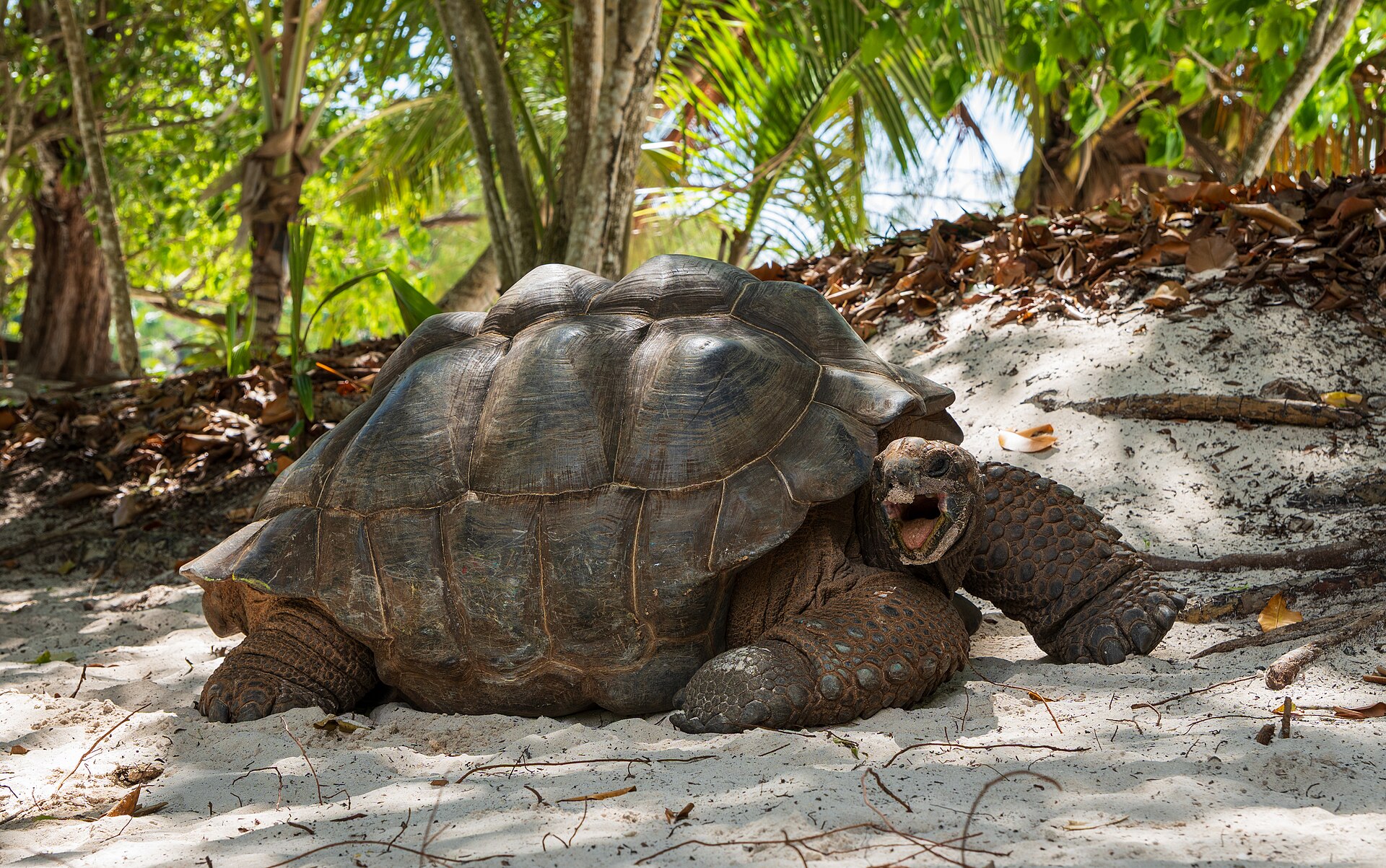 Aldabra, Seicheles, imagem 3