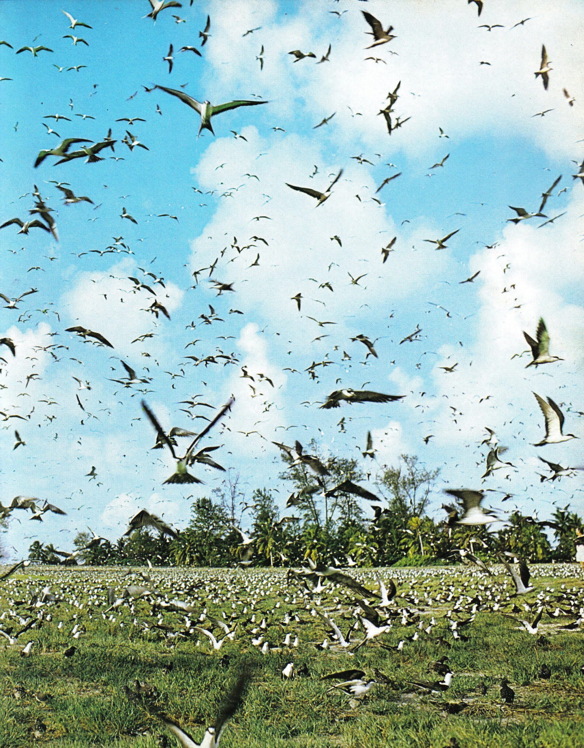 Bird Island, Seicheles