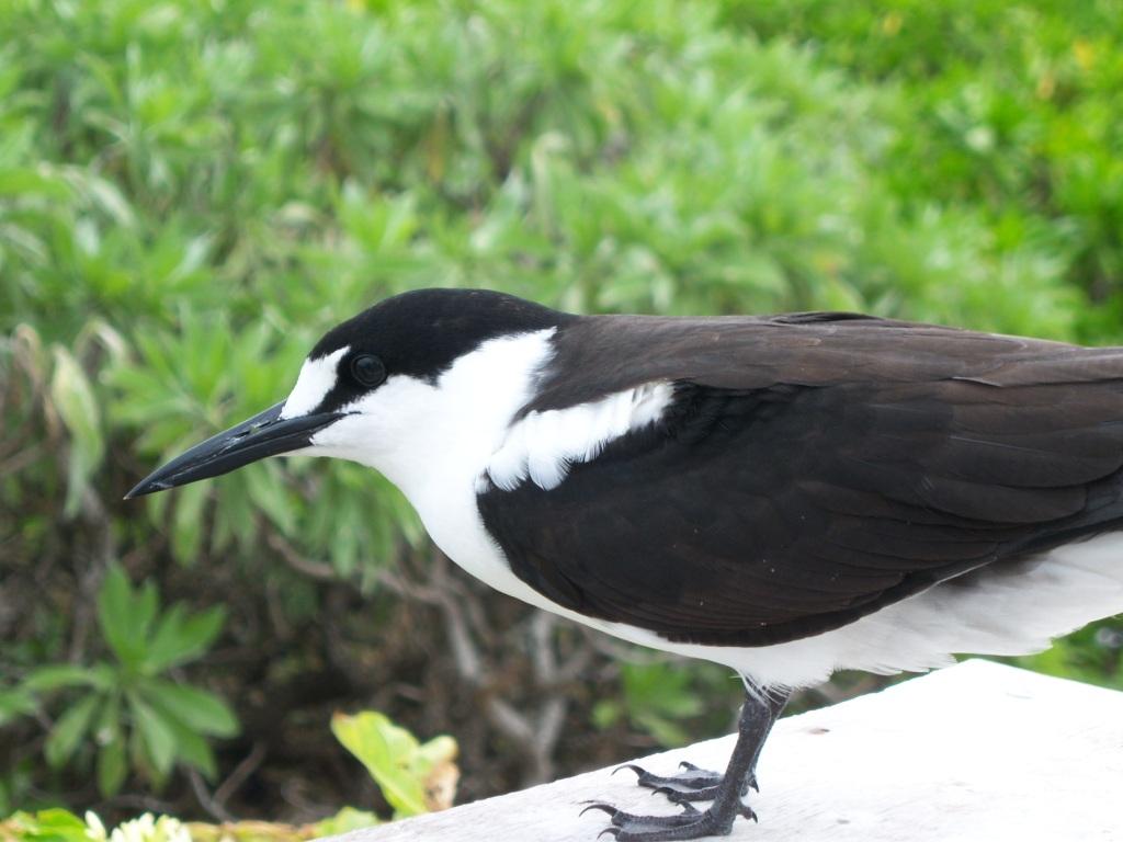 Bird Island, Seicheles