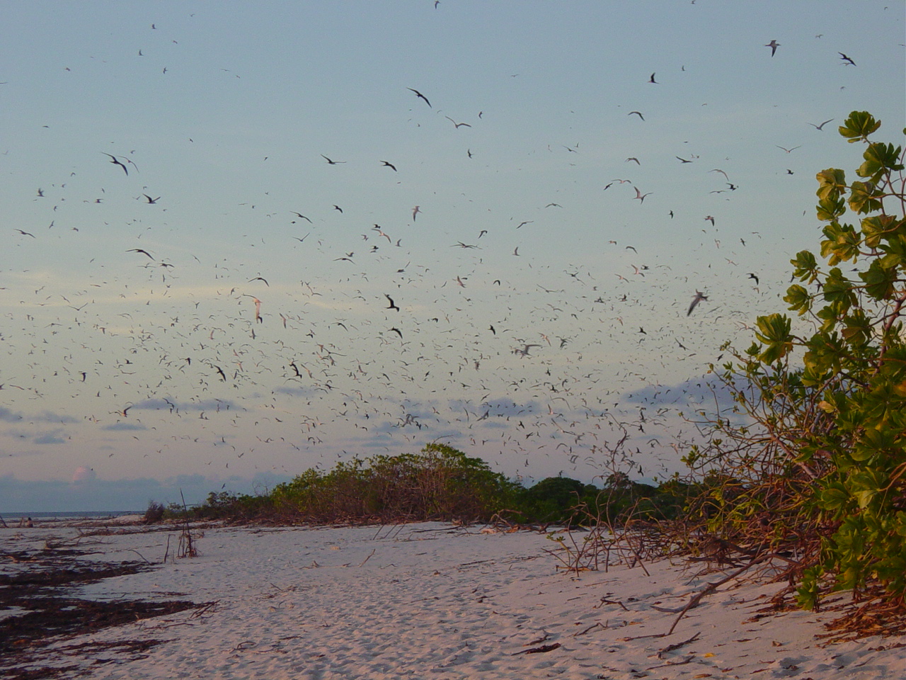 Bird Island, Seicheles