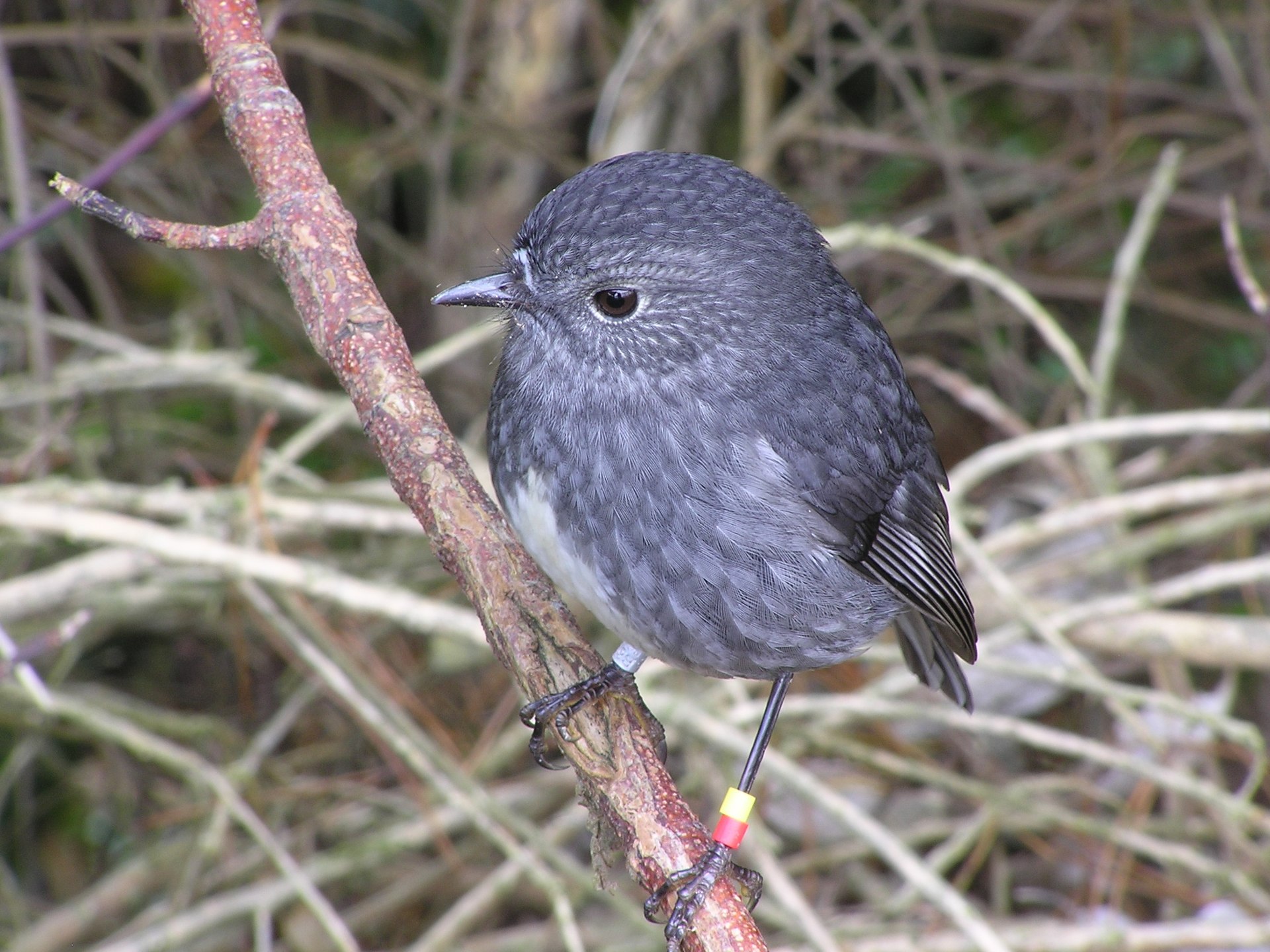 North Island, Seicheles
