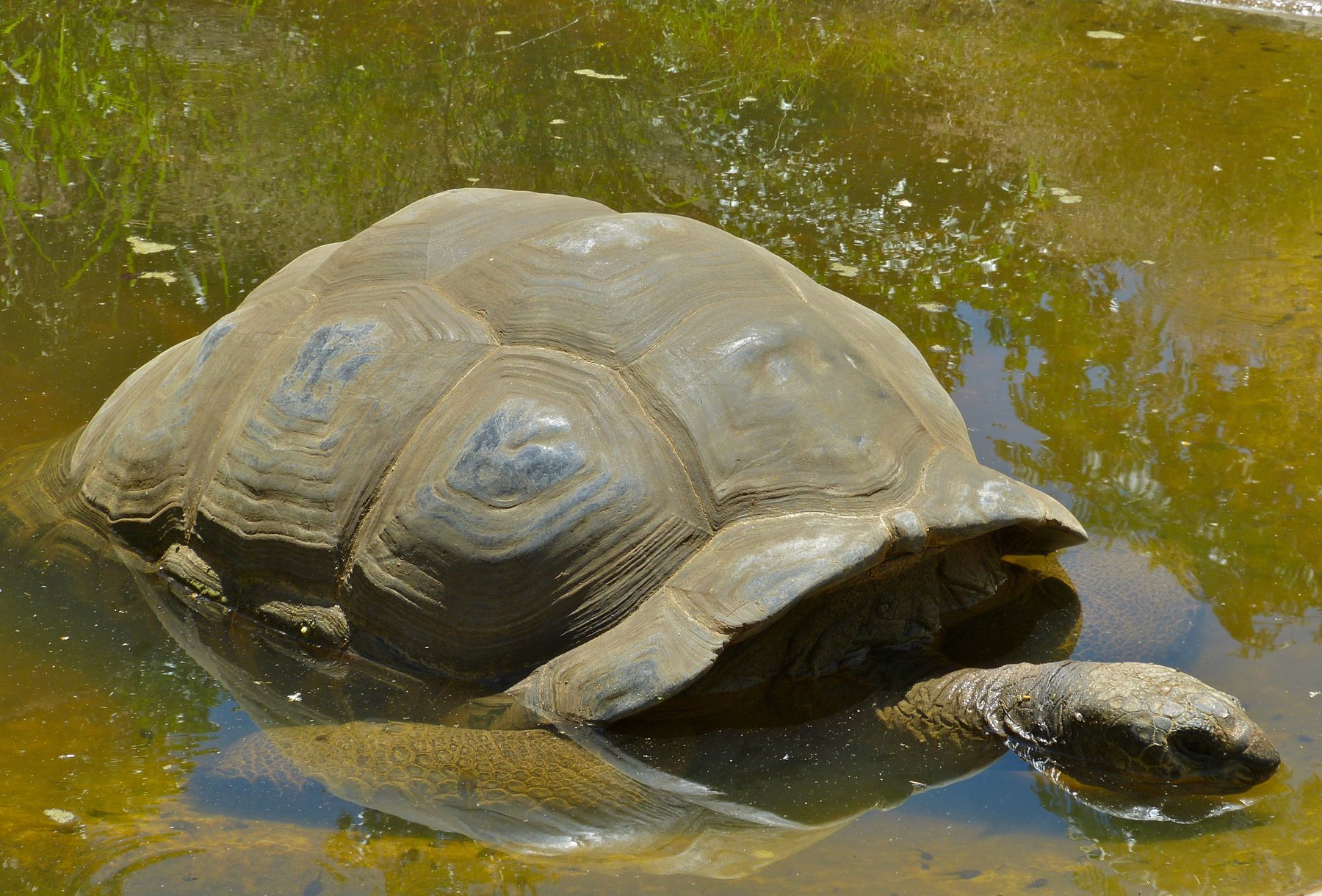 Tartaruga gigante em Curieuse